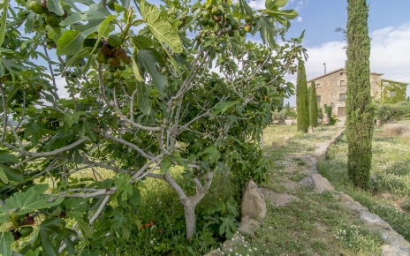 Fruit trees & gardens